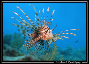 Flying Pterois :-) by Raoul Caprez 